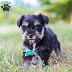 Preston, Miniature Schnauzer Puppy
